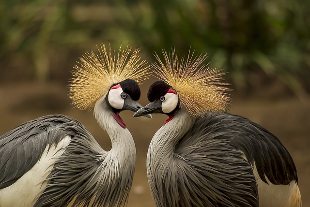 Grúas Apside.