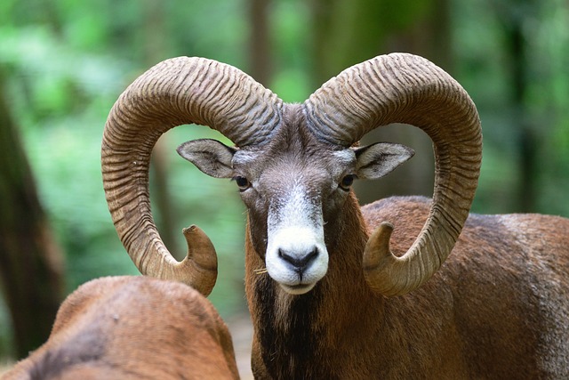 Grúas Aries