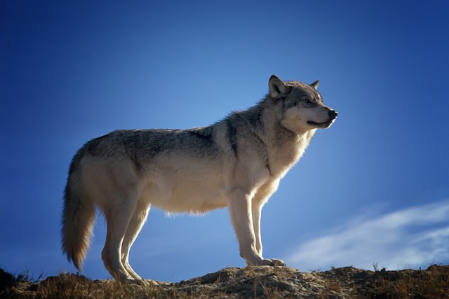 GRUAS EL LOBO