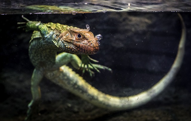 Gruas En Cuautitlan Izcalli Lagarto