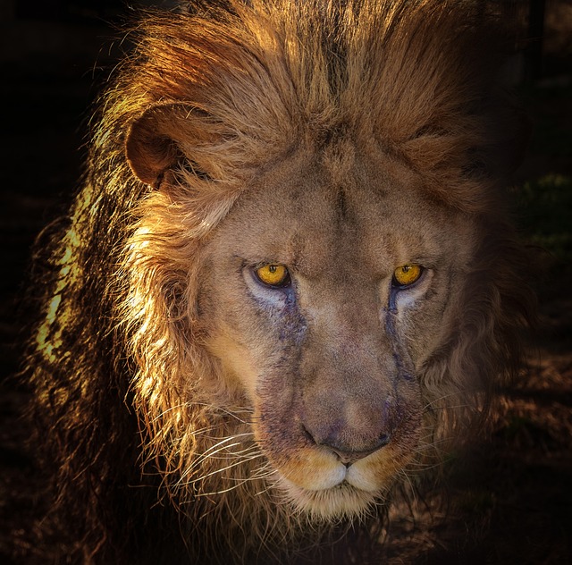Grúas Leo