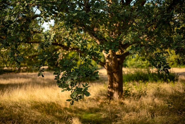 Grúas Roble